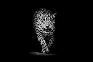 leopar portre
