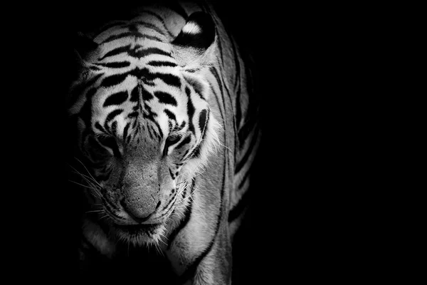 Tiger background — Stock Photo, Image