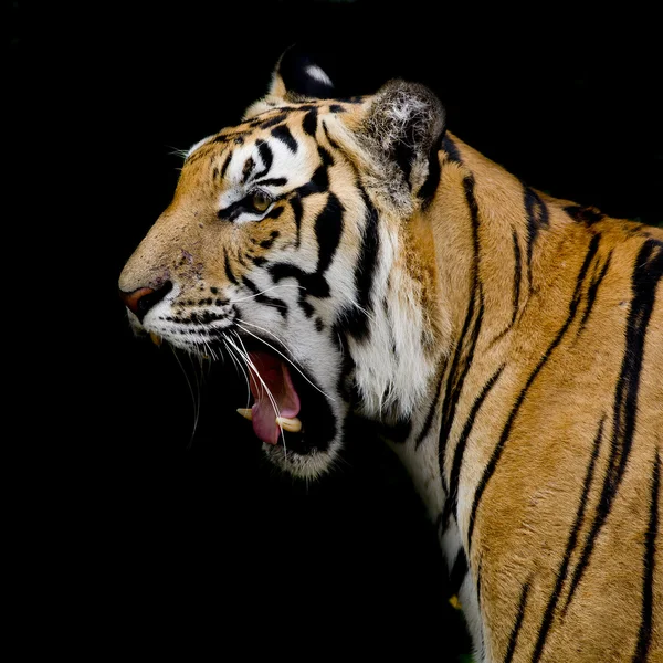 Tiger-Hintergrund — Stockfoto