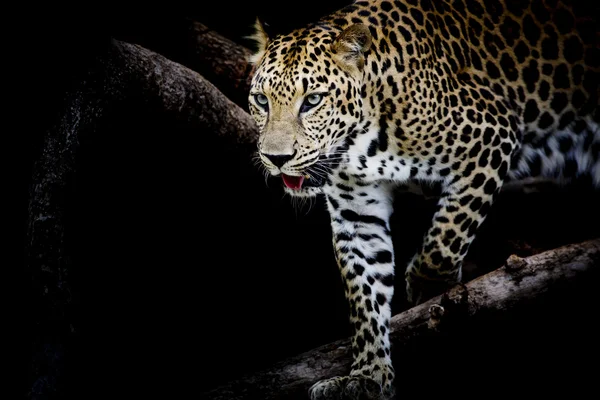 Leopard portrait — Stock Photo, Image