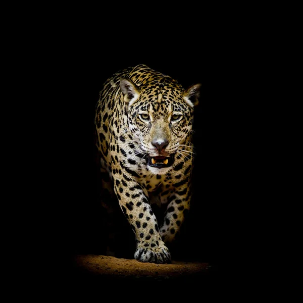 Retrato de leopardo — Fotografia de Stock