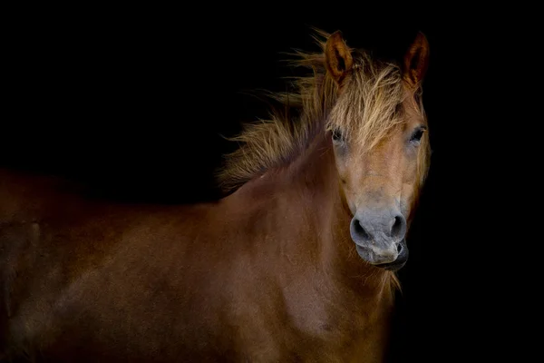 Bir at arka atış — Stok fotoğraf