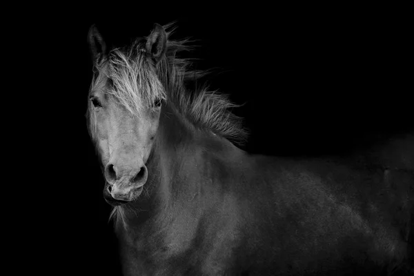 Tiro nas costas de um cavalo — Fotografia de Stock