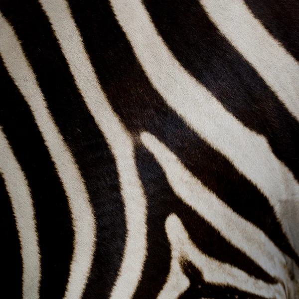 Skóra Zebra — Zdjęcie stockowe