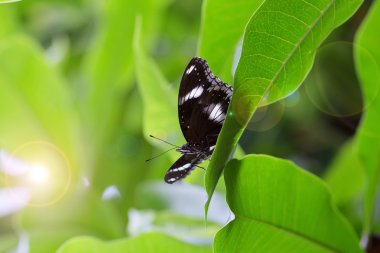 Yeşil bitki yaprak üzerinde kahverengi bir kelebek.
