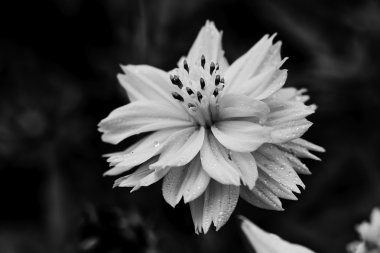 Tek papatya, yağmur damlaları ile ıslak. Siyah-beyaz.