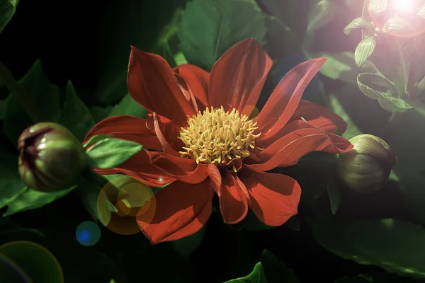 Piros - rózsaszín virágok — Stock Fotó