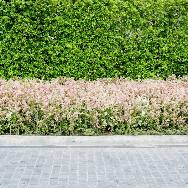 Walkwayand pink flowers with green plants background — Stock Photo, Image