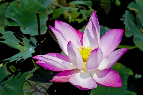 Flor flor de loto rosa —  Fotos de Stock