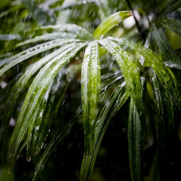 Свежие зеленые листья цветов с каплями дождя — стоковое фото