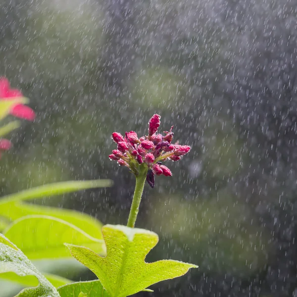 Цветы, капли воды, душ — стоковое фото