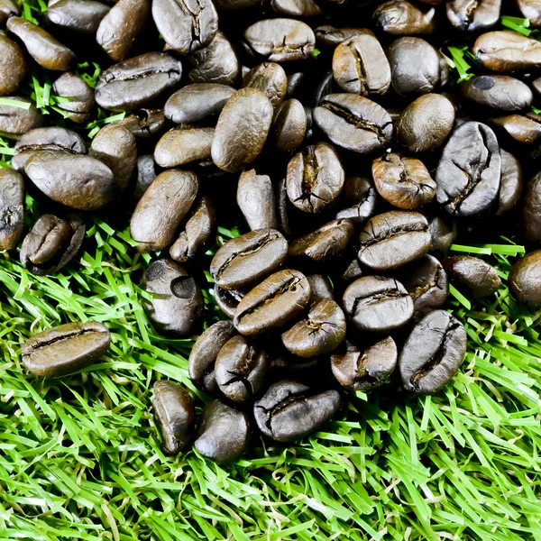 Coffee beans on grass — Stock Photo, Image