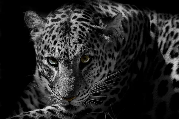 leopar portre