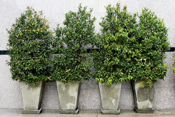 Garden flowers in flowerpots outdoor — Stock Photo, Image