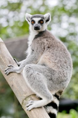 Halka kuyruklu lemur (Lemur catta)