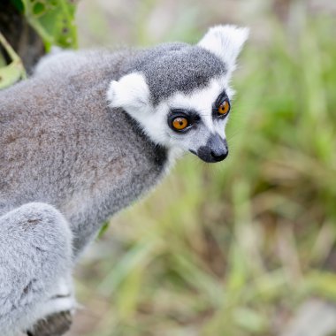 Halka kuyruklu lemur (Lemur catta)
