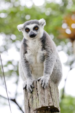 Halka kuyruklu lemur (Lemur catta)