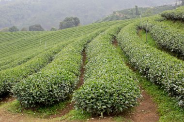 yeşil çay plantasyon peyzaj