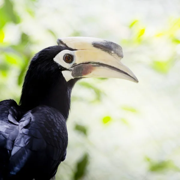 Southern pied-hornbill or Asian Pied-hornbill, Anthracoceros alb — Stock Photo, Image
