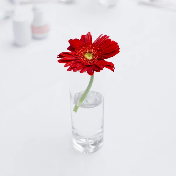 Una hermosa flor en jarrón de cristal en la mesa de café — Foto de Stock