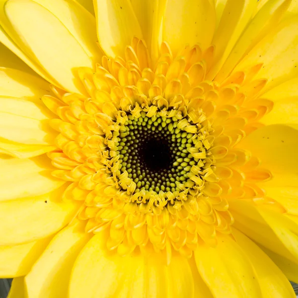 Primer plano del girasol . — Foto de Stock