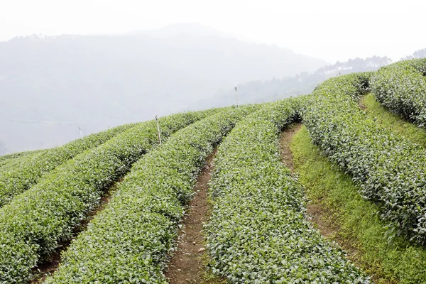 Yeşil çay plantasyon peyzaj — Stok fotoğraf