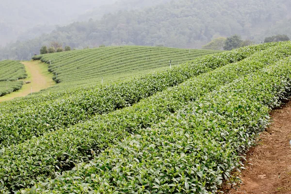 Grünteeplantagen — Stockfoto