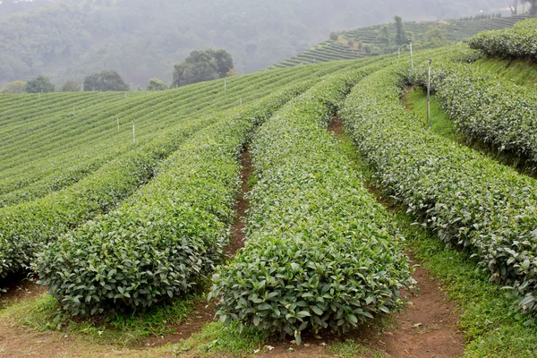Yeşil çay plantasyon peyzaj — Stok fotoğraf