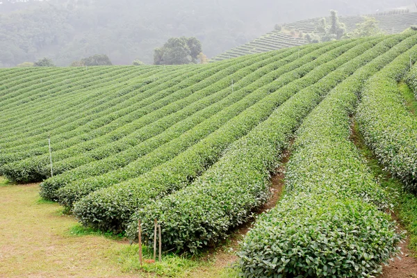 Yeşil çay plantasyon peyzaj — Stok fotoğraf