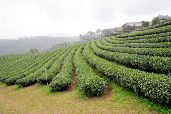 Grünteeplantagen — Stockfoto