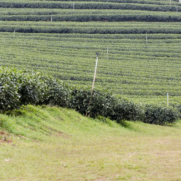 Grünteeplantagen — Stockfoto