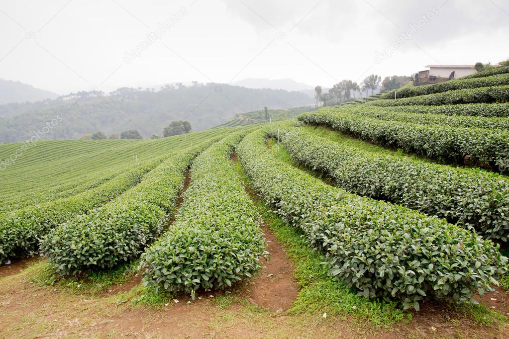 Green tea plantation landscape