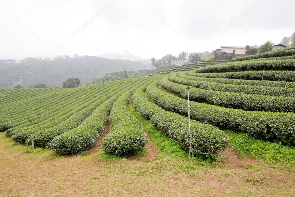 Green tea plantation landscape