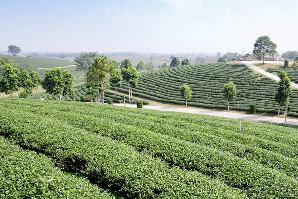 Grünteeplantagen — Stockfoto