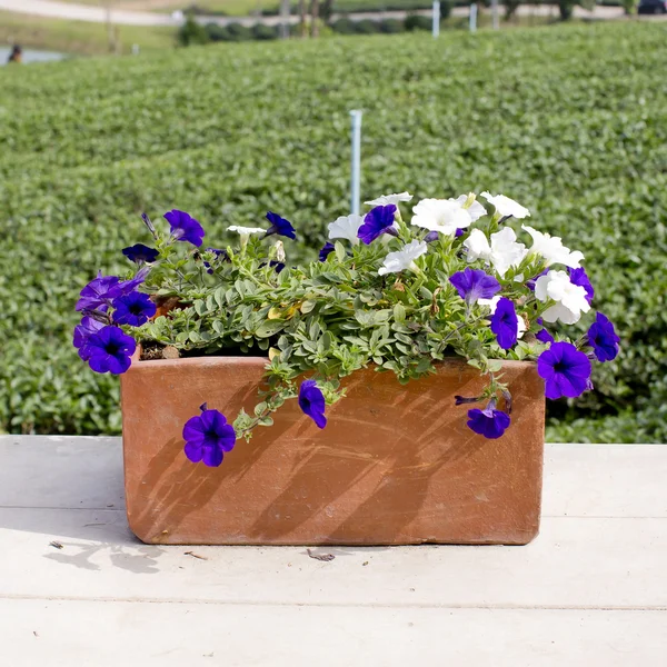 Fleur de marguerite de printemps dans un pot de fleur — Photo