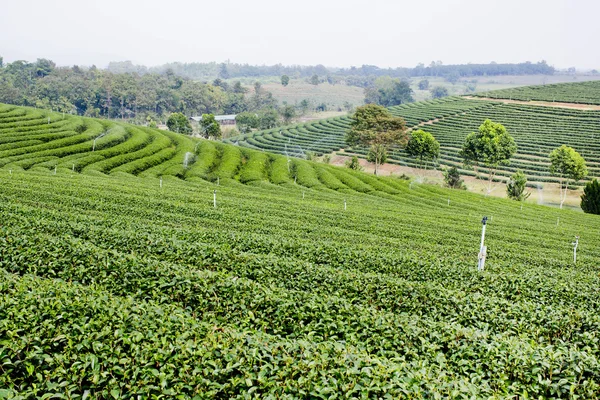 Zelený čaj plantáž krajina — Stock fotografie