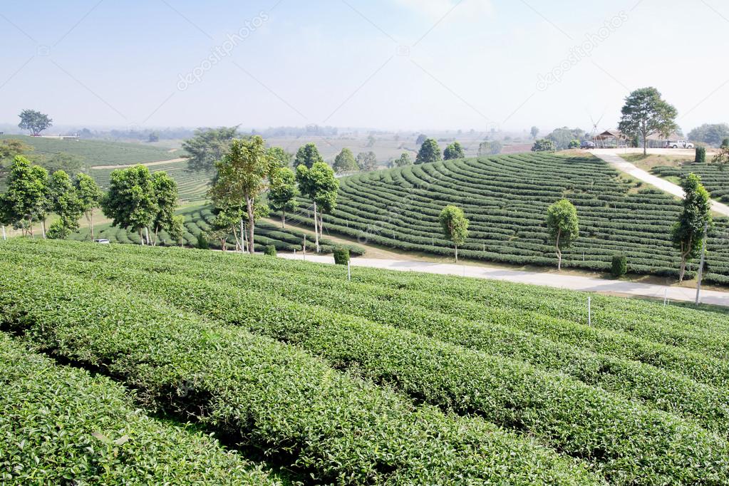 green tea plantation landscape