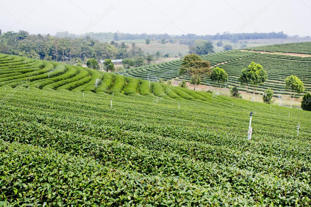 green tea plantation landscape