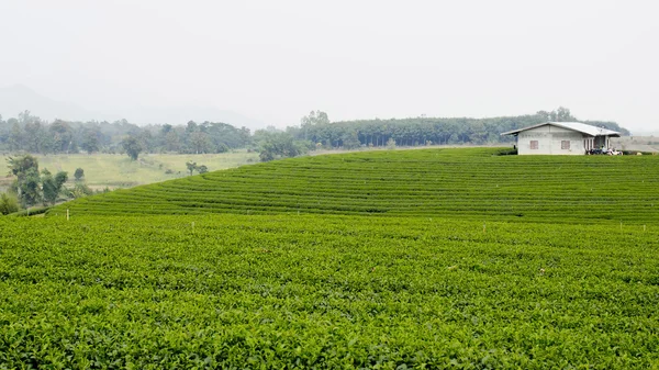 Zelený čaj plantáž krajina — Stock fotografie