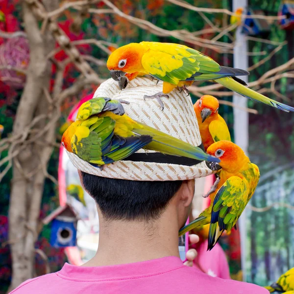 Un uomo con molti uccelli sulla testa — Foto Stock