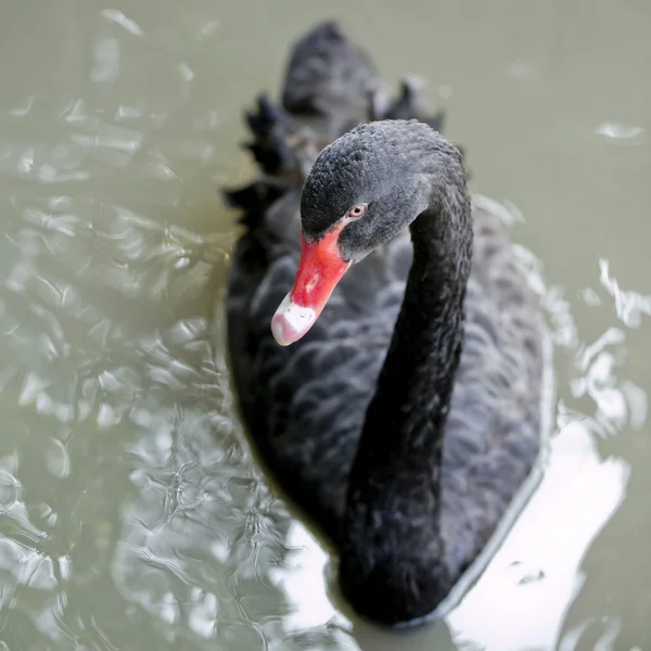 A black swan swimming on a pool — Stock Photo, Image