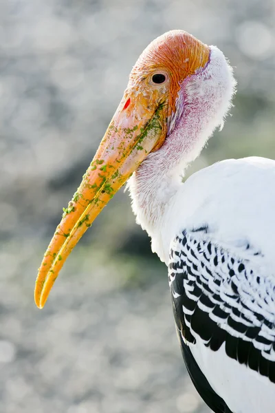 Adult Milky Stork in a Bird Park — Stock Photo, Image