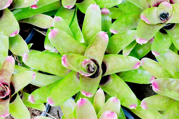Pink Bromeliads — Stock Photo, Image