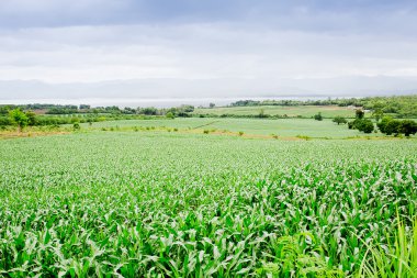 Yeşil Mısır alan, beyaz bulutlar Tayland