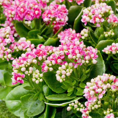 güzel pembe çiçek