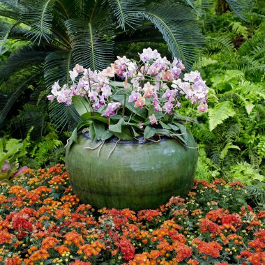 Bir tencerede tropikal Tayland büyüyen güzel pembe orkide