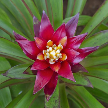 Pembe Bromeliadlar