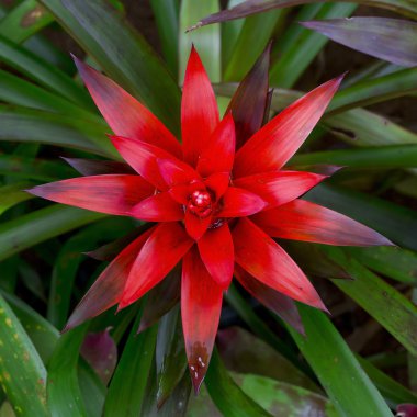 Red Bromeliads clipart