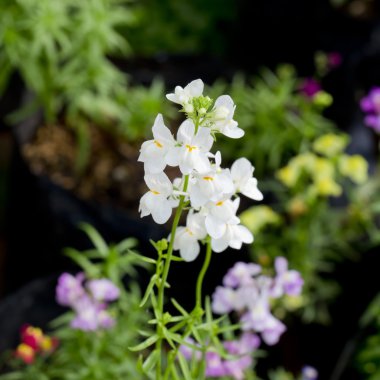 Bir bahar günü kiraz çiçekleri açar.
