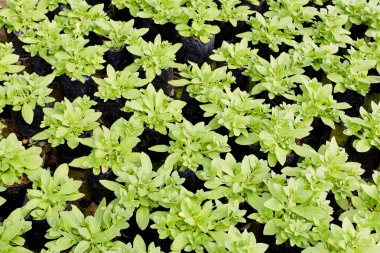 Genç bitkiler bir bitki Kreş